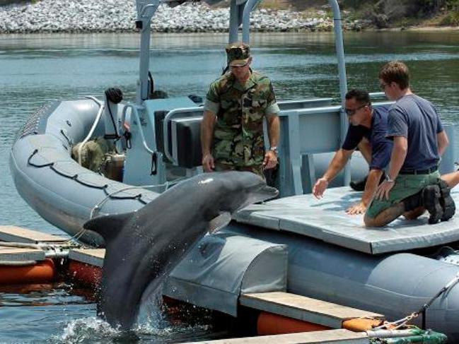 Arma secretă a SUA: Americanii pregătesc delfini pentru război