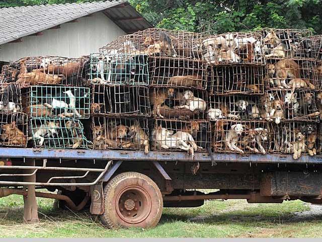 Şi câinii se mănâncă, nu-i aşa? 1.000 de câini salvaţi din cuştile care-i transportau spre măcelărie (GALERIE FOTO)