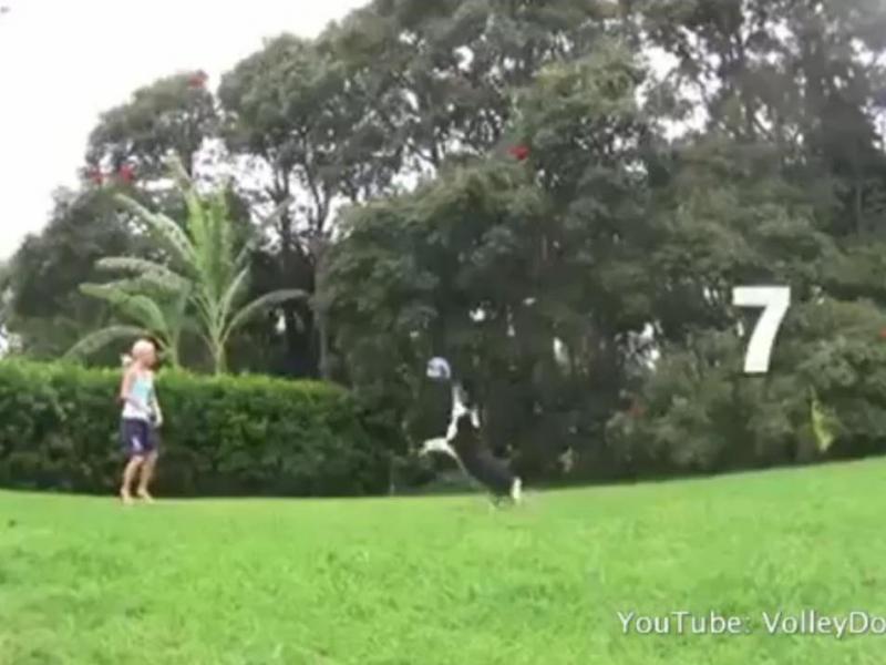 Un căţel joacă volei aproape ca un sportiv profesionist (Video)