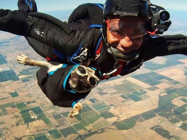 Şi câinii sar din avion. Vezi ce reacţie are Otis, mopsul paraşutist! (Video)
