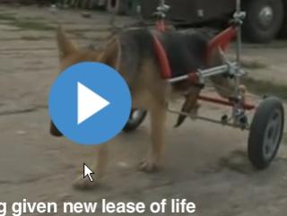 Două roţi ajută o căţeluşă rănită să se deplaseze (VIDEO)