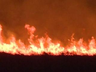 Incendiu devastator în Deltă: 300 de hectare mistuite şi sute de păsări moarte