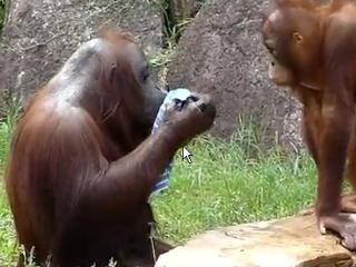 Un urangutan se răcoreşte tacticos la o grădină zoologică din Japonia (VIDEO)