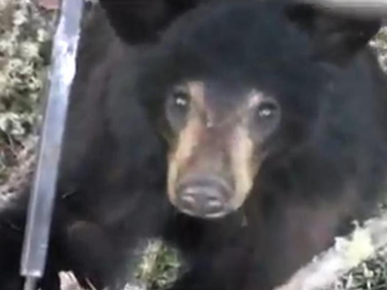 Un canadian aşteaptă să îl vâneze ursul. Şi îl filmează când se urcă după el în copac!