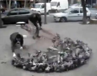 Cum se prind porumbeii în Spania (video)