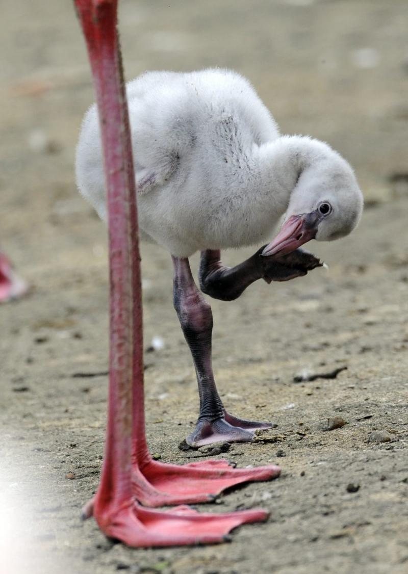 Săptămâna în imagini 27 august - 2 septembrie - Ramadanul s-a încheiat 1357863