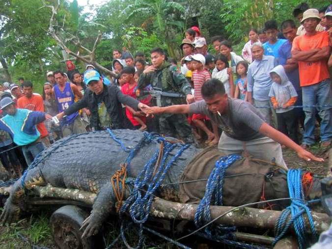 Crocodil gigant, capturat viu în Filipine. Reptila de o tonă va fi vedeta unui parc tematic (VIDEO)