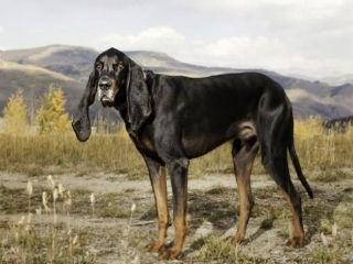 Vezi cum arată câinele cu cele mai lungi urechi din lume (Galerie foto) 1419839