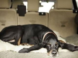 Vezi cum arată câinele cu cele mai lungi urechi din lume (Galerie foto) 1419840