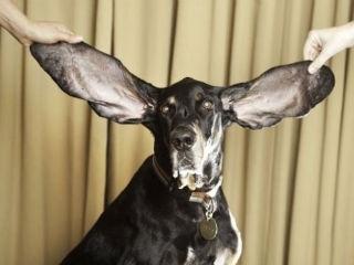 Vezi cum arată câinele cu cele mai lungi urechi din lume (Galerie foto) 1419841