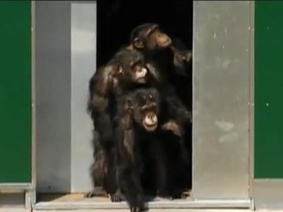Emoţionant: După 30 de ani de izolare în laborator, 38 de cimpanzei văd, în sfârşit, lumina zilei! (VIDEO)