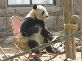 Cum se distrează un urs Panda cât e ziua de lungă (VIDEO)