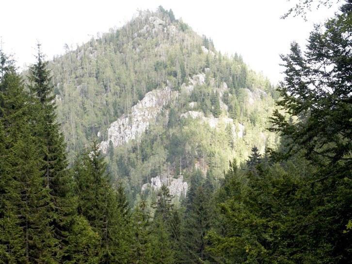 Top 100 al proprietarilor de păduri din România. Vezi care este cel mai mare moşier al ţării
