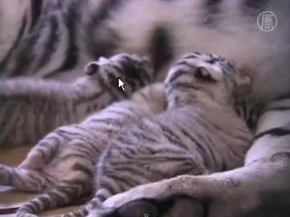 Cinci pui de tigru alb s-au născut în captivitate la o grădină zoologică din China (VIDEO)
