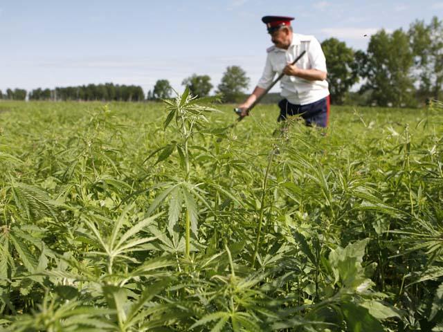 Doi ”ţărani”, reţinuţi pentru agricultură penală. Culturi de marijuana, descoperite în comune din Dolj şi Timiş