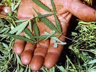 Marijuana descoperită pe câmp, aproape de Craiova