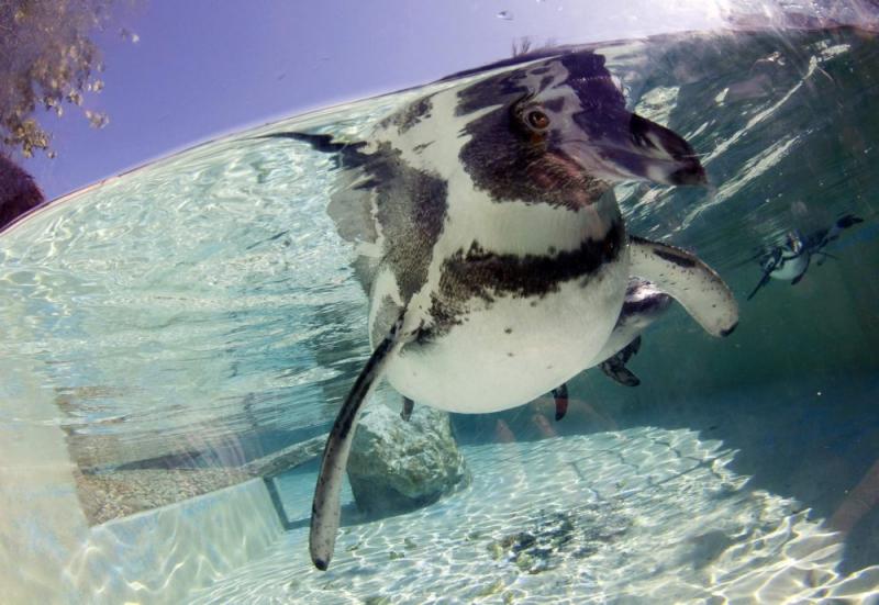 Săptămâna în imagini 10-16 septembrie: Inundaţii catastrofale în Asia 1589452