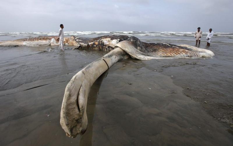 Săptămâna în imagini 17-23 septembrie: Suveranul Pontif a revenit în Vaterland 1705411