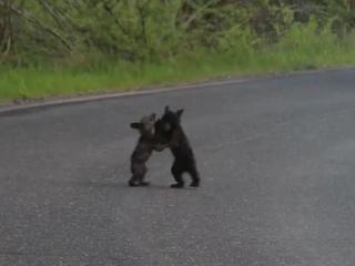 Hârjoneala dintre doi pui de urs a blocat circulaţia pe o şosea din SUA (VIDEO)