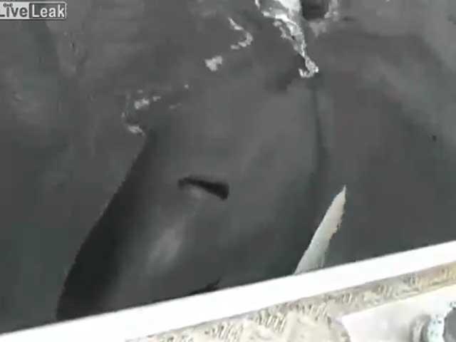 O balenă imită zgomotul motorului unei ambarcaţiuni (VIDEO)