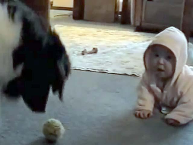 S-a întors lumea pe dos! Un câine e bona unui bebeluş! (VIDEO)