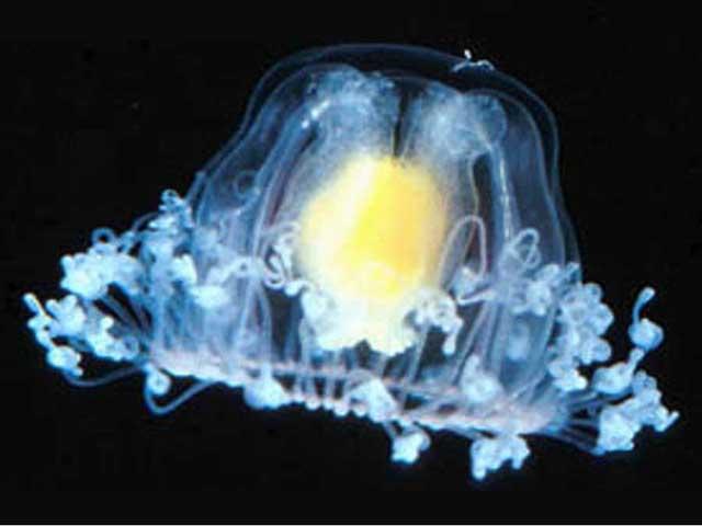 O meduză a „descoperit” secretul nemuririi. Vezi care sunt cele mai vârstnice creaturi ale lumii