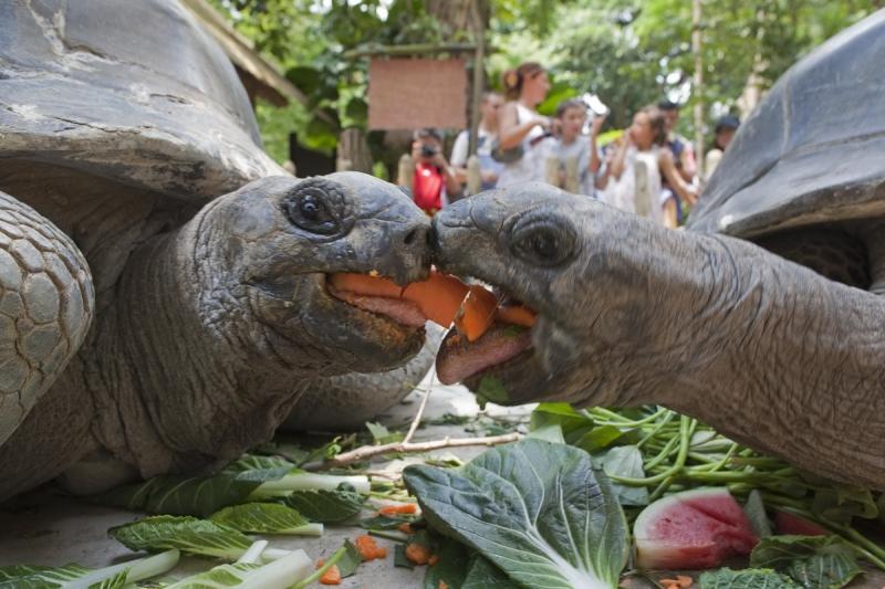 Ziua Mondială a Animalelor 1845019