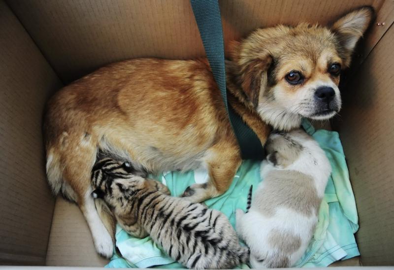 Ziua Mondială a Animalelor 1845021