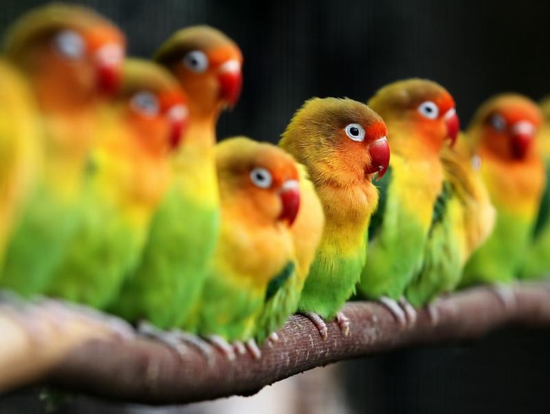 Ziua Mondială a Animalelor 1845022
