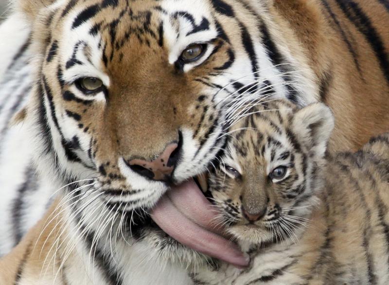 Ziua Mondială a Animalelor 1845024