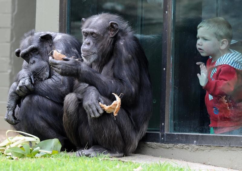 Ziua Mondială a Animalelor 1845026