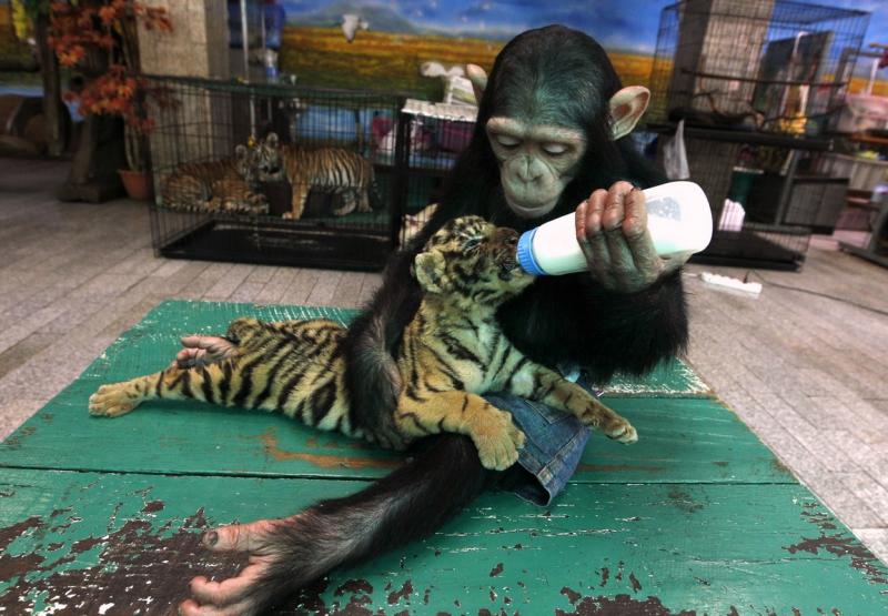 Ziua Mondială a Animalelor 1845029