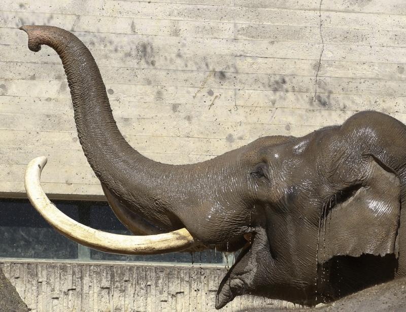 Ziua Mondială a Animalelor 1845031