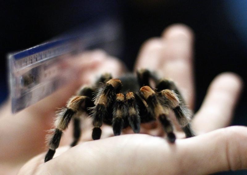 Ziua Mondială a Animalelor 1845033