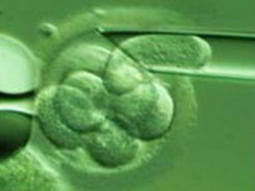 Joaca de-a Dumnezeu: Cercetătorii au creat embrioni umani din celule ale pielii
