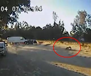 Un Rottweiler îşi salvează prietenul chihuahua din colţii coioţilor (VIDEO)