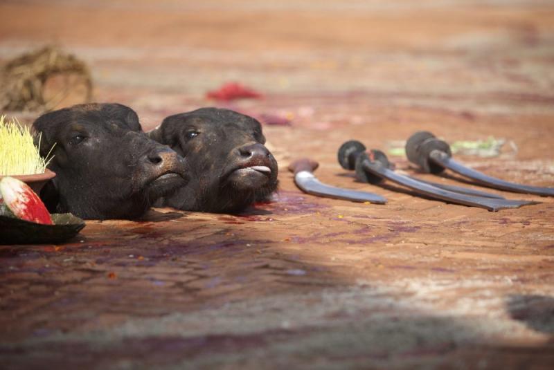 Săptămâna în imagini 1-7 octombrie: Steve Jobs ne-a părăsit... 1898616