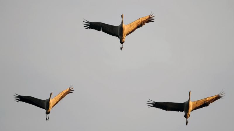 8 octombrie 2011. Imaginile zilei 1913347