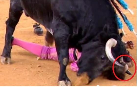 Toreadorul Padilla, ranit grav dupa ce un taur i-a strapuns capul cu coarnele (VIDEO)