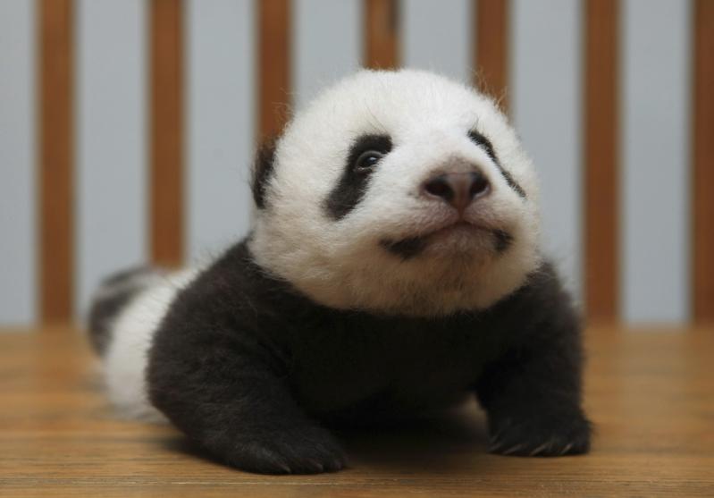 11 octombrie 2011. Imaginile zilei 1938213