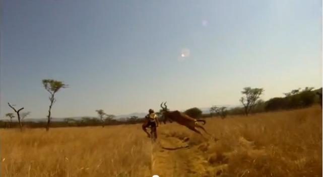 Râzi copios! Biker doborât cu un tackling perfect de o antilopă (VIDEO)