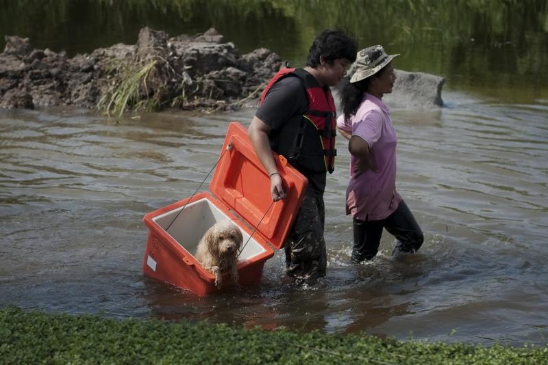 Câinii printre victimele inundaţiilor din Tailanda