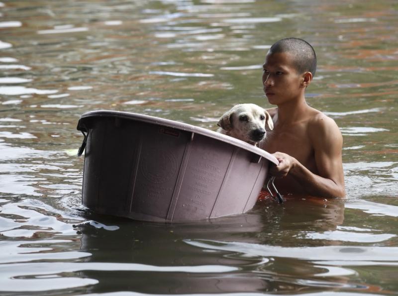 Câinii printre victimele inundaţiilor din Tailanda 2044297