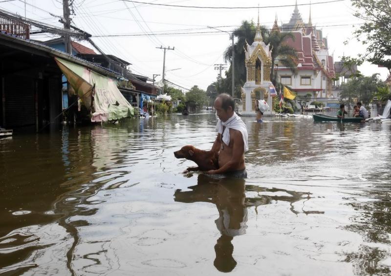 Câinii printre victimele inundaţiilor din Tailanda 2044298