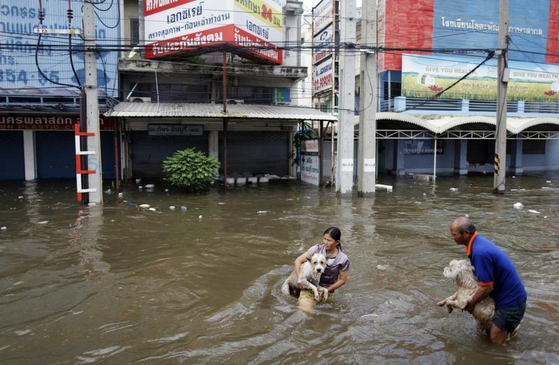 Câinii printre victimele inundaţiilor din Tailanda 2044299