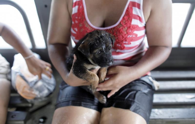 Câinii printre victimele inundaţiilor din Tailanda 2044300