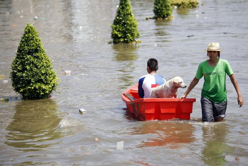 Câinii printre victimele inundaţiilor din Tailanda 2044301