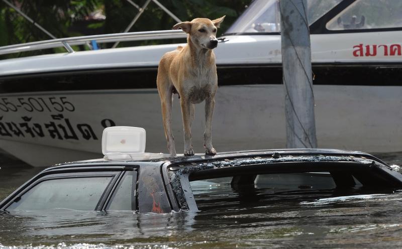 Câinii printre victimele inundaţiilor din Tailanda 2044303