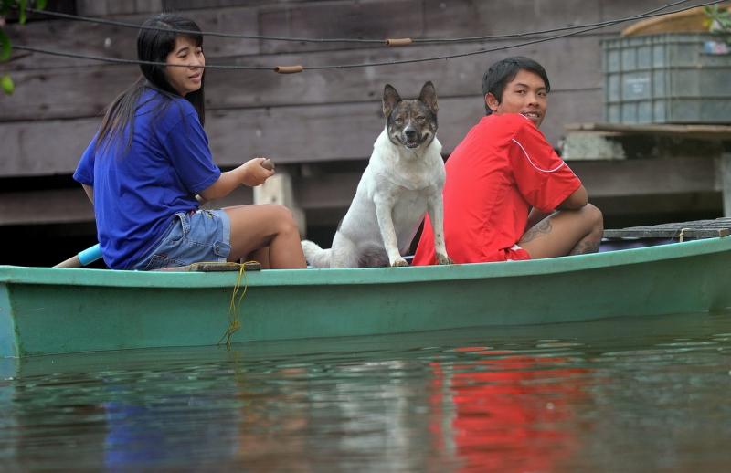 Câinii printre victimele inundaţiilor din Tailanda 2044304