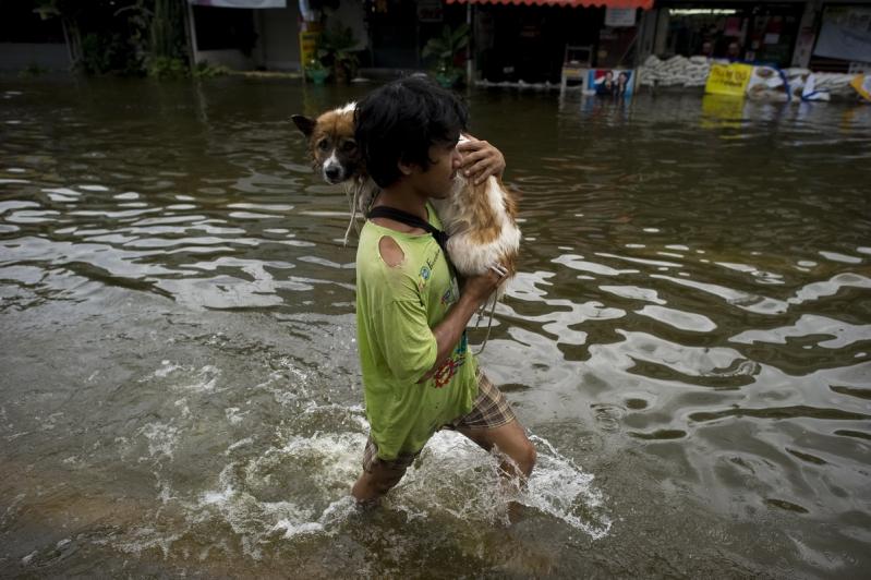 Câinii printre victimele inundaţiilor din Tailanda 2044305